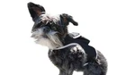 Easy Setup Waterproof Mini Gps Realtime Pet Gsm Gprs Tracking Device Size:l. Fixed Price $132.95.